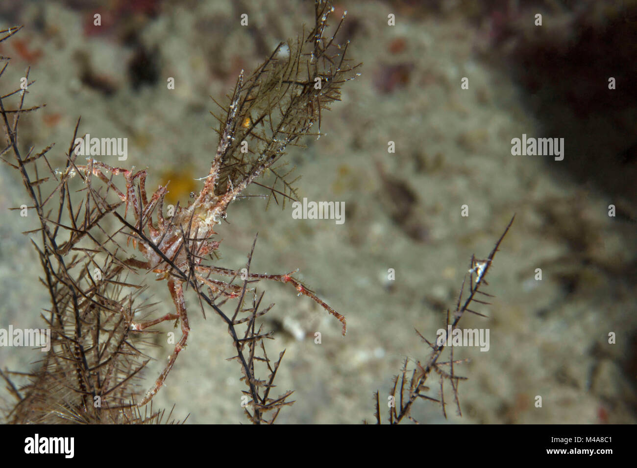 Seespinne (Naxioides robillardi) in der Nähe Panglao Island, Philippinen Stockfoto