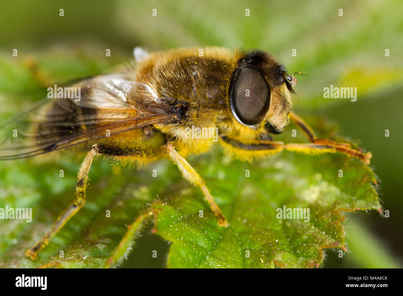 Drohne Fliegen (Eristalis pertinax), ein Hoverfly Biene nachahmen Stockfoto