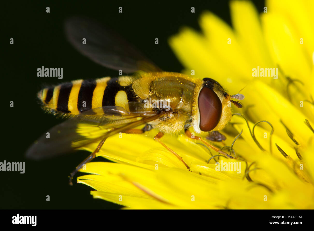 Syrphus ribesii (eine gemeinsame Wasp-Hoverfly Mimic) Fütterung auf ein Löwenzahn/Habichtskraut (Asteraceae) Blume Stockfoto