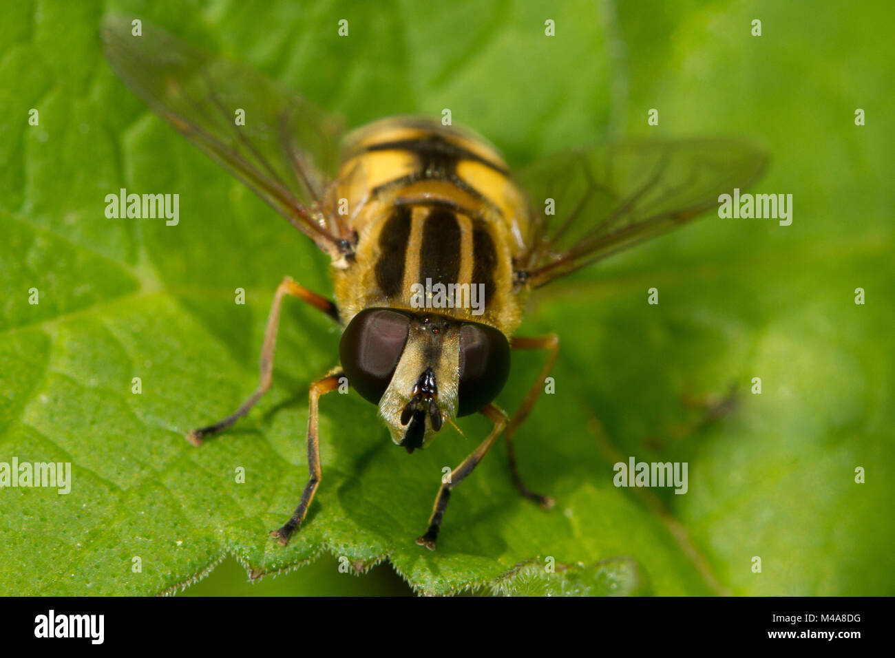 Helophilus pendelnden Hoverfly ruht auf einem Blatt Stockfoto