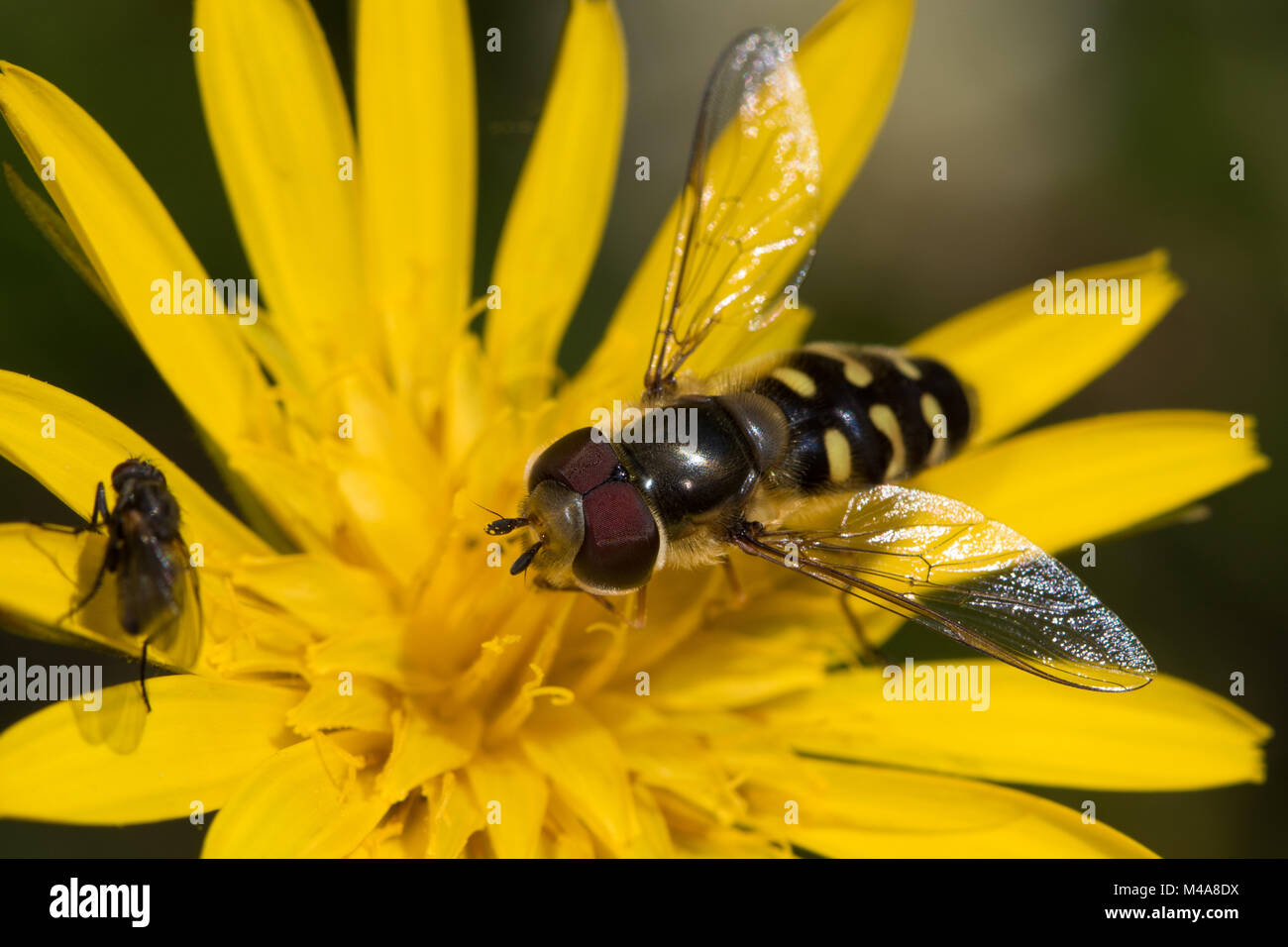 Männliche Scaeva pyrastri Hoverfly auf ein gelbes Habichtskraut Blume Stockfoto