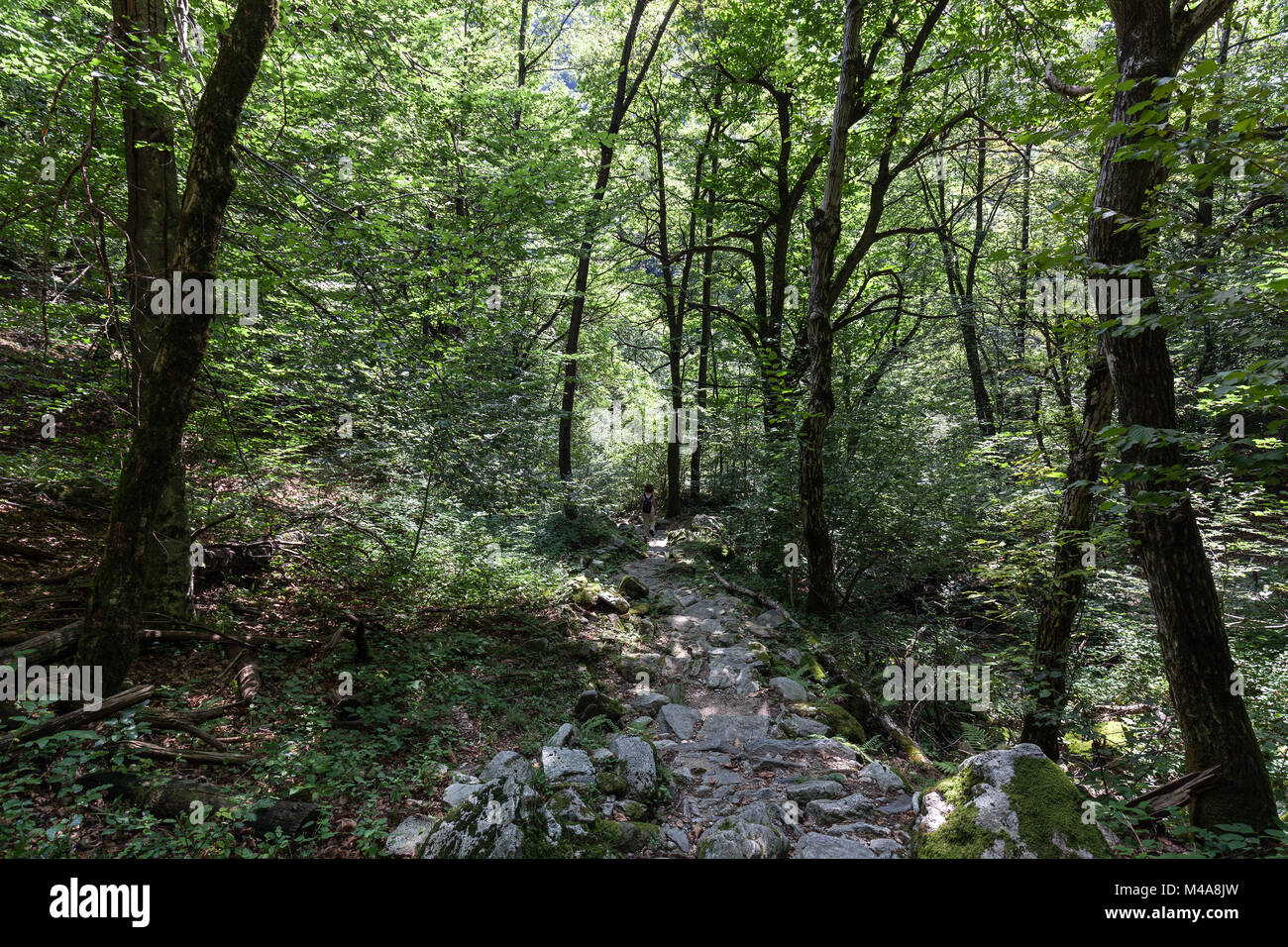 Steinigen Wanderweg durch den Wald zwischen den Bergdörfern von Rasa und Bordei, Centovalli, Kanton Tessin, Schweiz Stockfoto