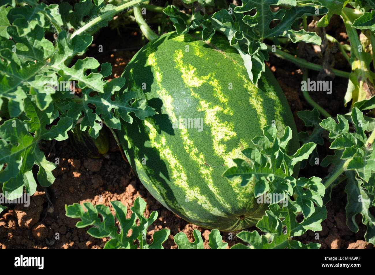 Watermelon-Citrullus lanatus - im Garten Stockfoto