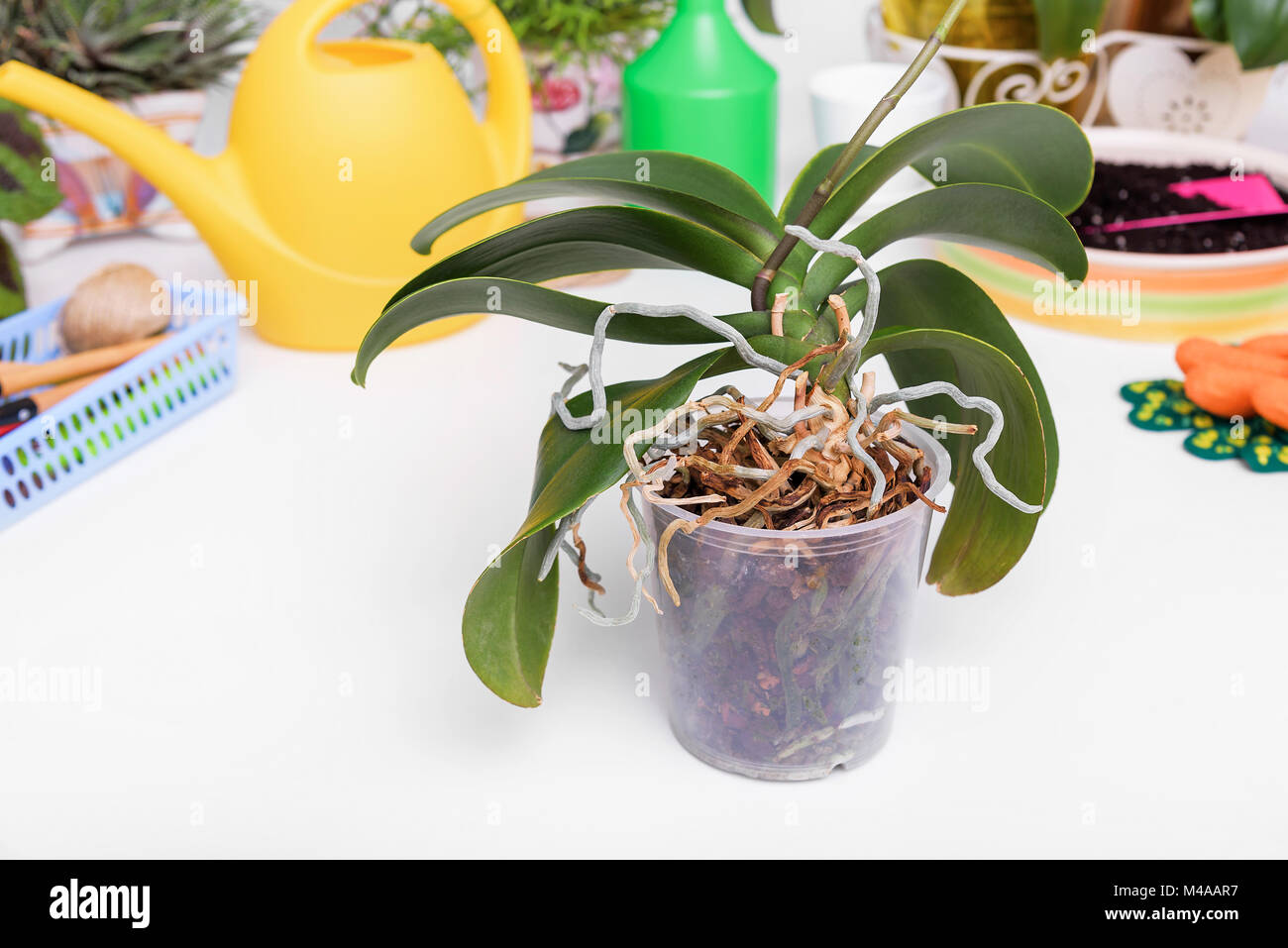 Orchidee braucht eine Transplantation. Stockfoto