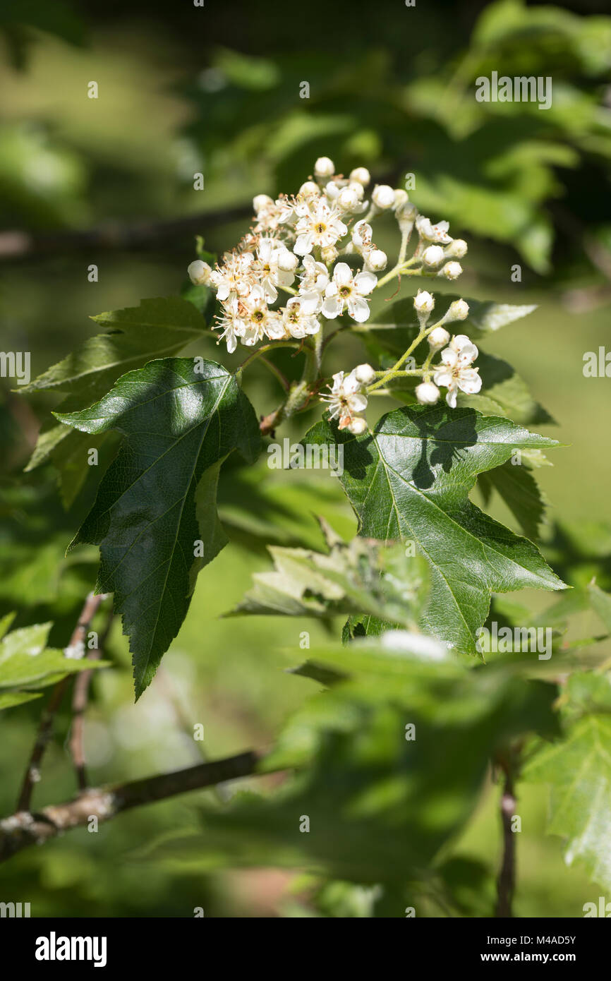 Elsbeere, Elzbeere, Sorbus torminalis, wilde Service Baum, Alisier torminal Stockfoto