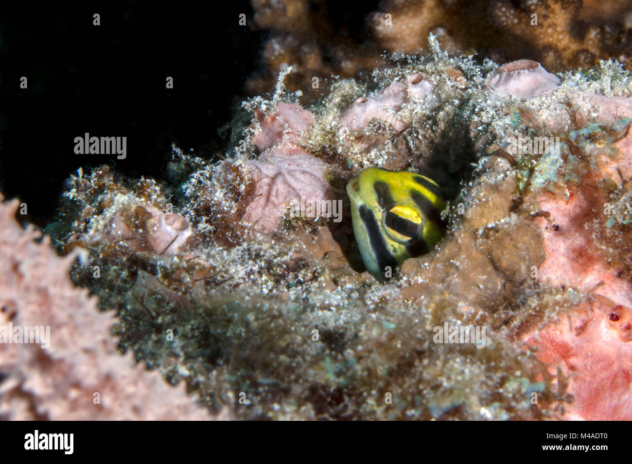 Kleine Fische in der Bohrung. Panglao Island, Philippinen Stockfoto