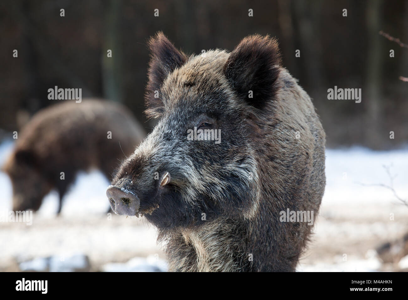 Wildschwein Stockfoto