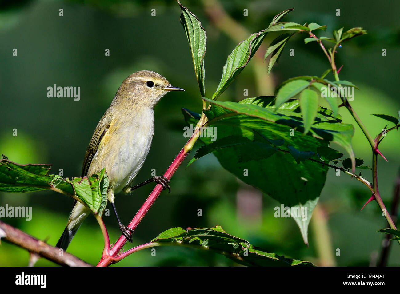 Fitis Stockfoto