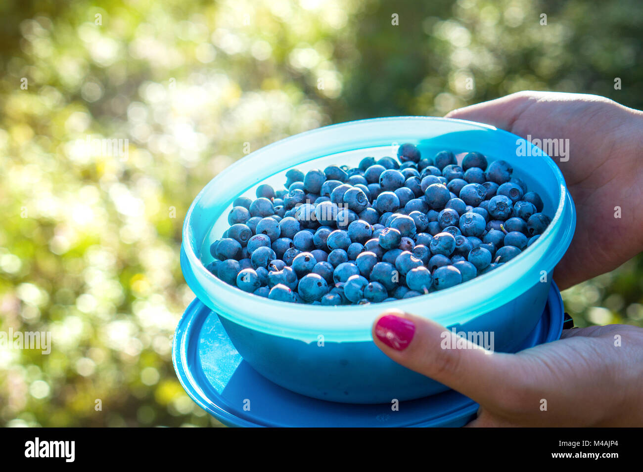 Frau mit Blaubeeren in einem Sarg und Container im Wald. Blaue Beeren im Wald. Frau sammeln und Kommissionierung gesunden Snack in der Natur. Stockfoto