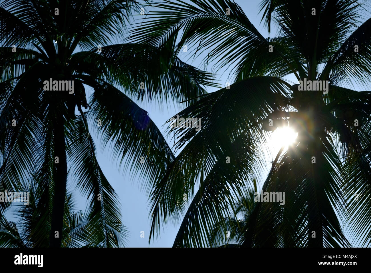 Palmen vor blauem Himmel auf tropischen Küste. Stockfoto