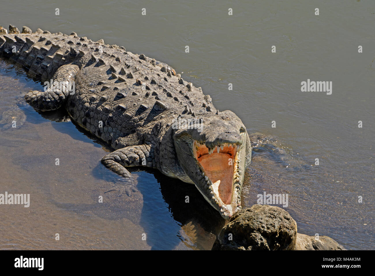 Blick in das Maul eines Krokodils auf dem Rio Tarcoles in Costa Rica Stockfoto