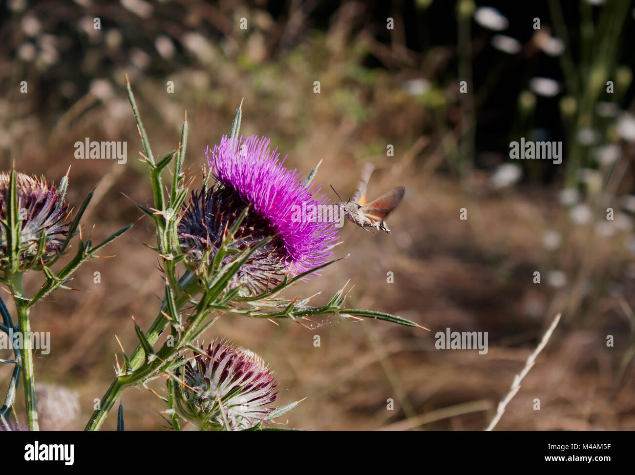 Hummingbird Hawk-moth (Macroglossum stellatarum) Fliegen über Thistle Stockfoto