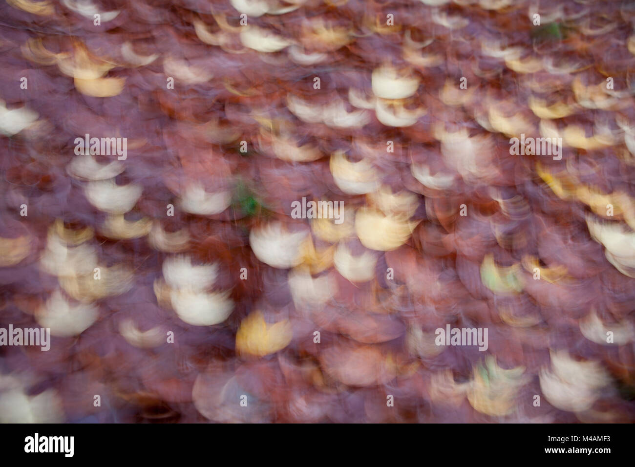 herbstliche Blätter Stockfoto