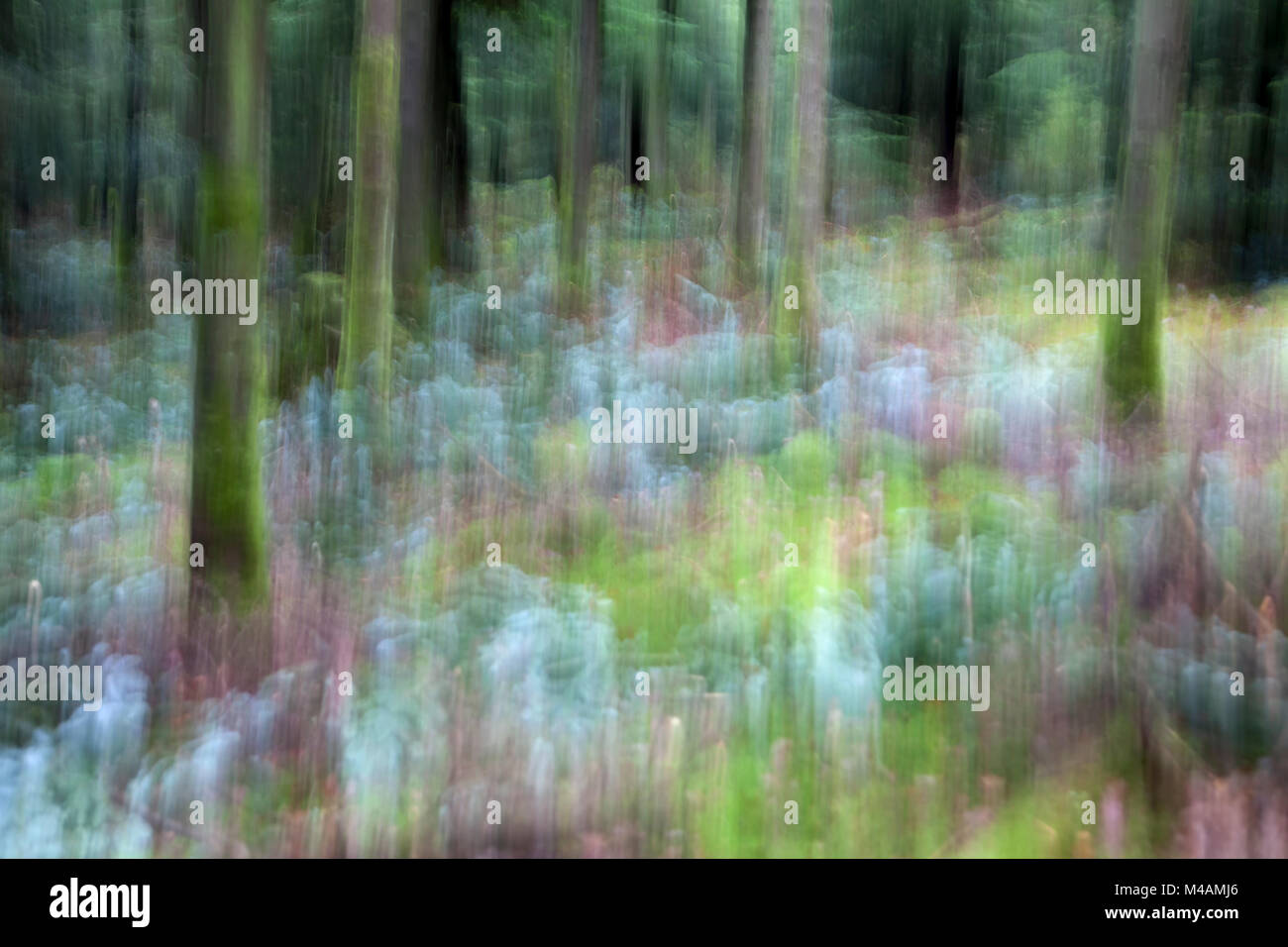 Traumatische Wald Stockfoto