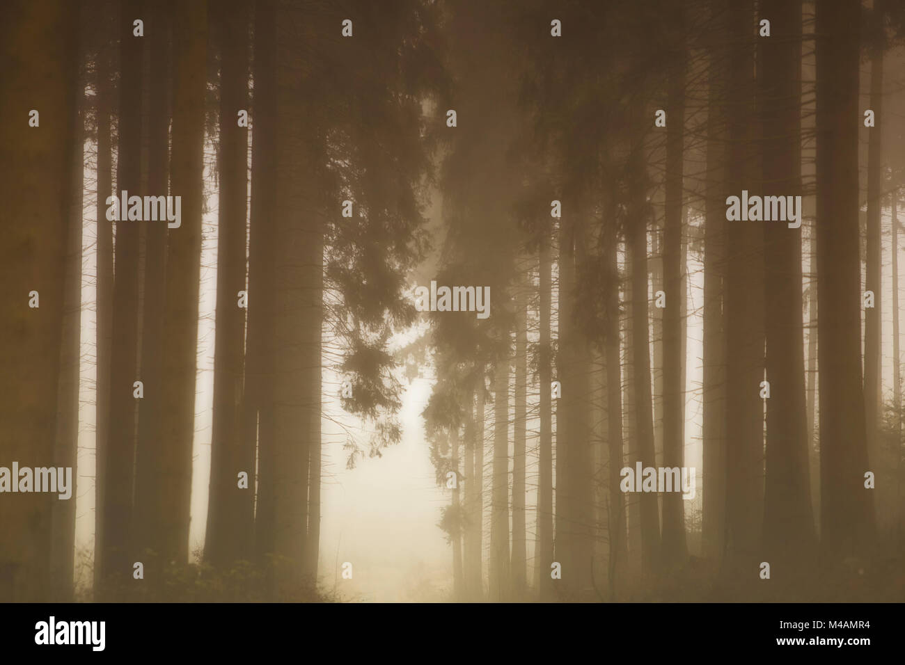 Traumatische Pfad im Wald Stockfoto