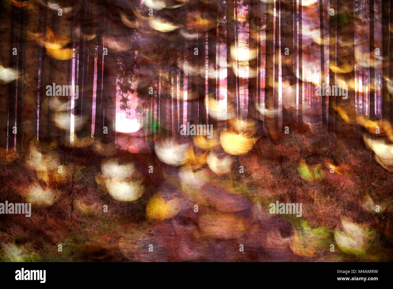 Traumatische Wald Stockfoto