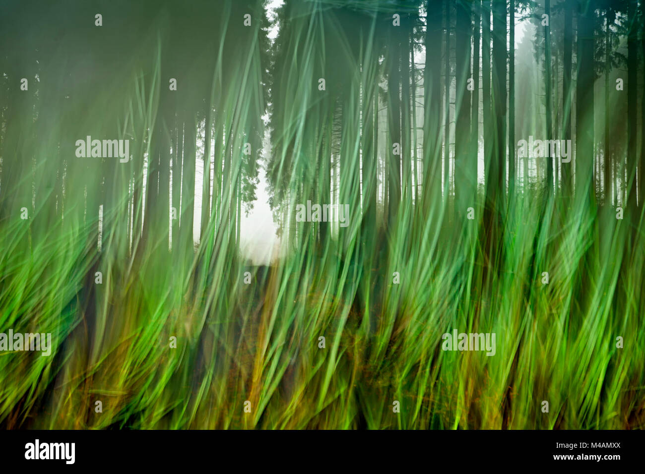 Traumatische Pfad im Wald Stockfoto