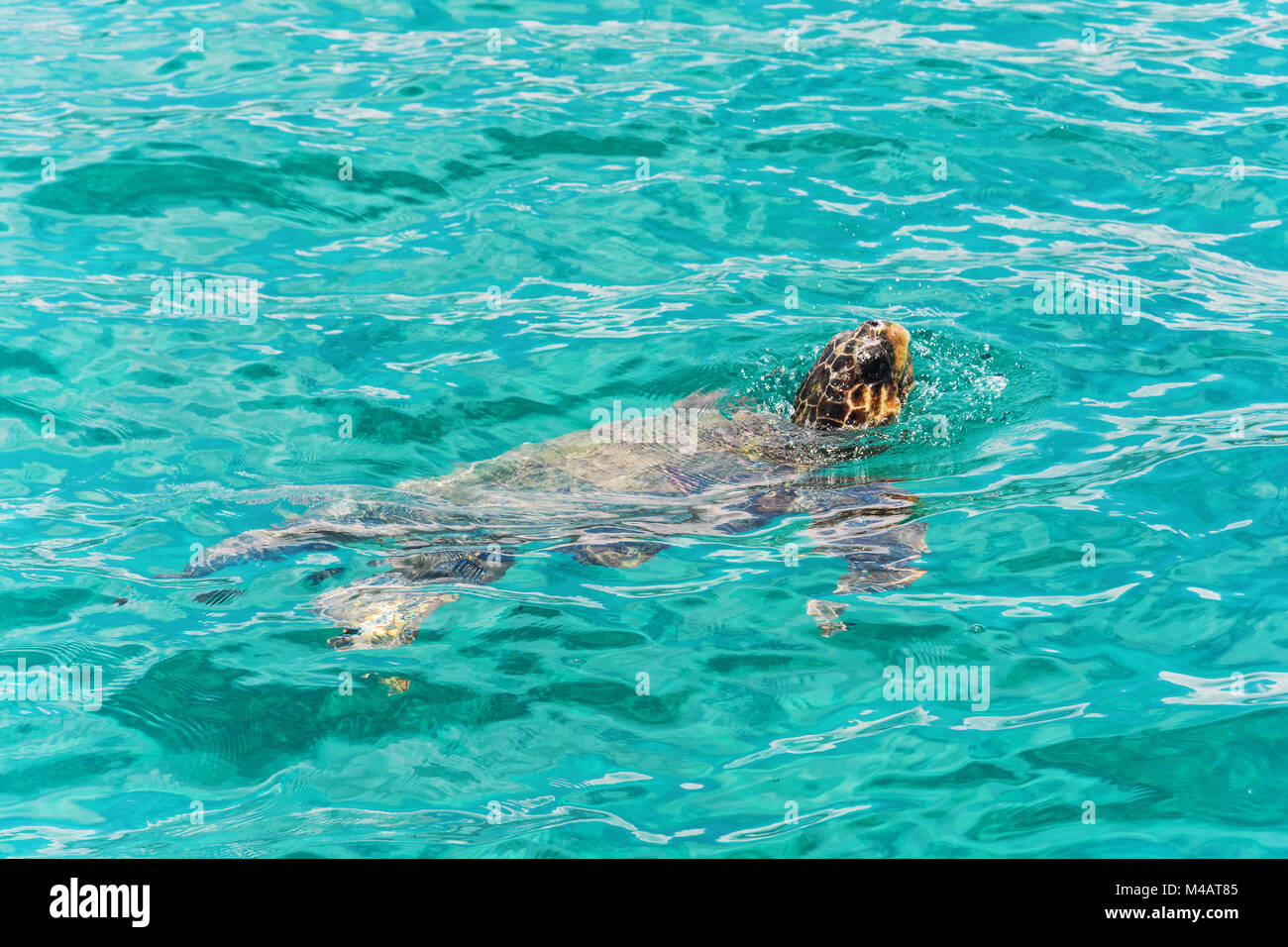 Caretta-Caretta Schildkröte stieg auf der Oberfläche Luft zum Atmen Stockfoto