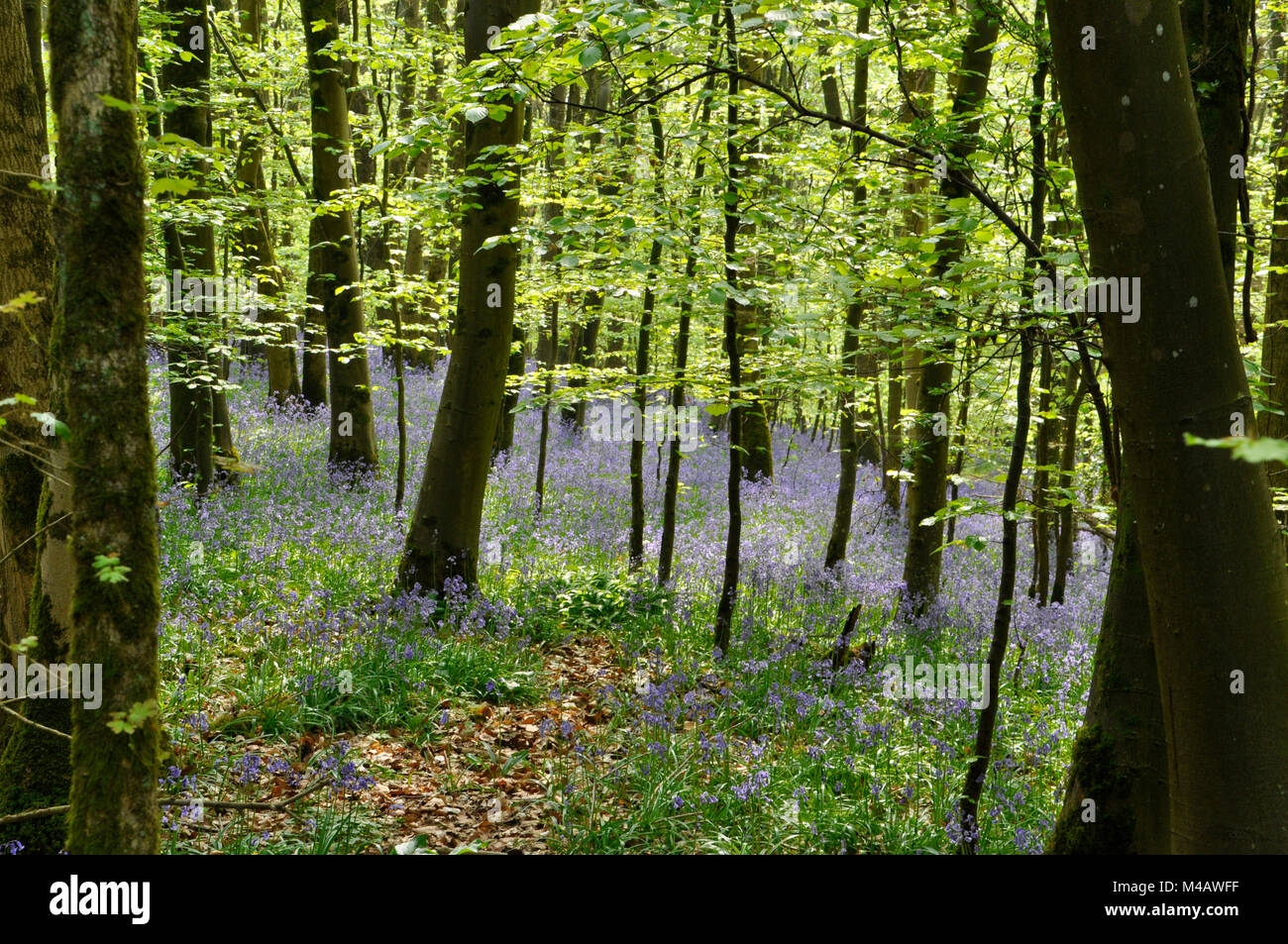 Bluebells, Hyacinthoides non-scripta, in einem Wald von jungen Buche, Somerset, UK. Stockfoto