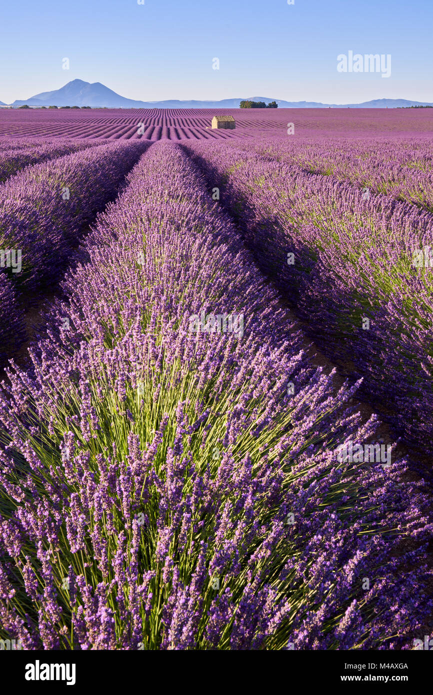 Lavendelfelder von Valensole mit Stein Haus im Sommer. Alpes de Haute Provence, Region PACA, Frankreich Stockfoto