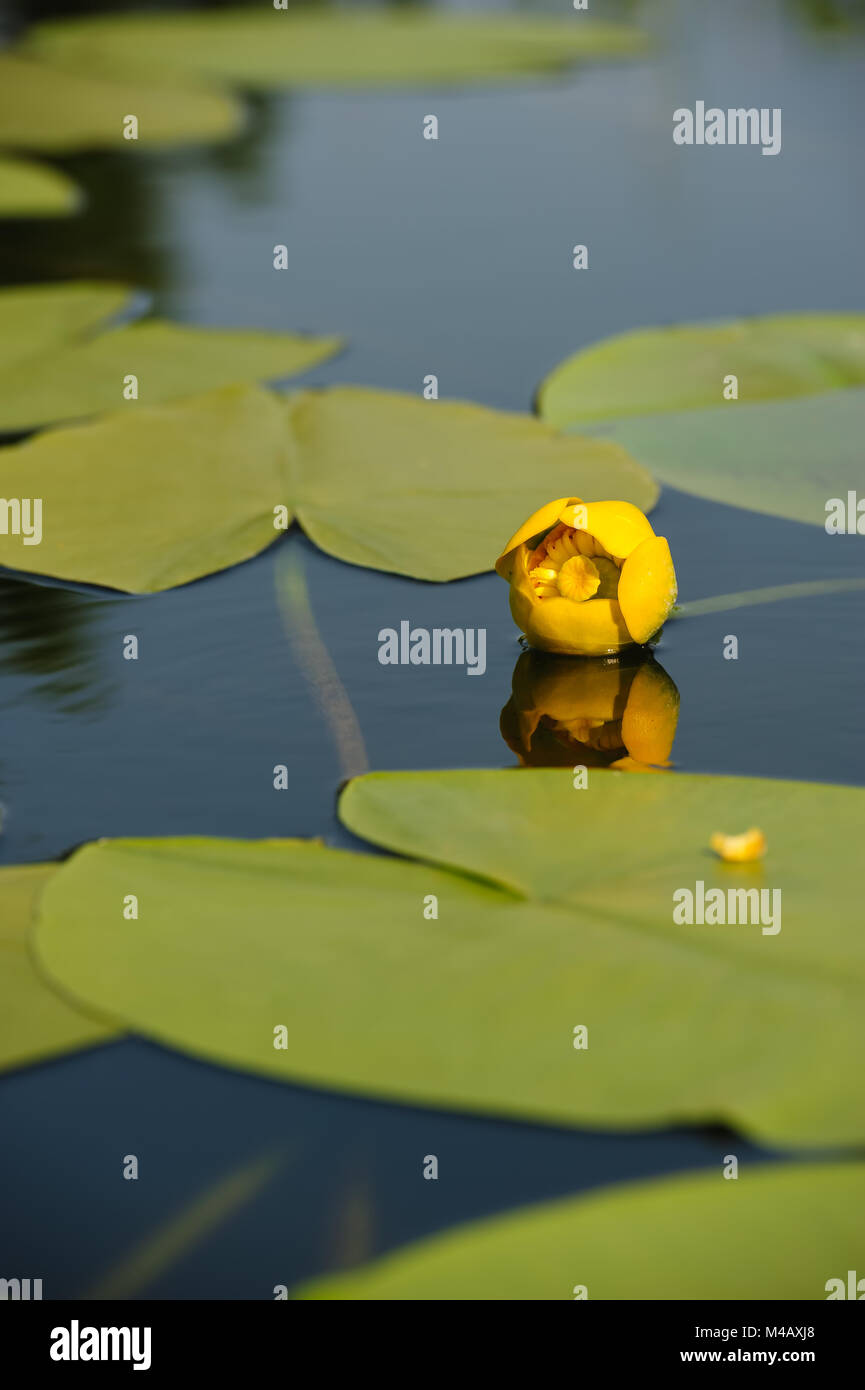 Gelbes blatt im pool Stockfotos und bilder Kaufen Alamy