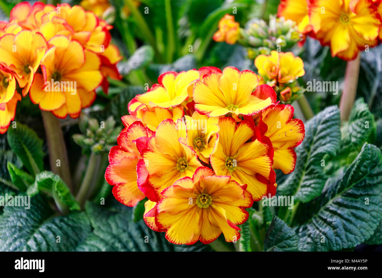 Gelb Rot umrandete Primeln Stockfoto