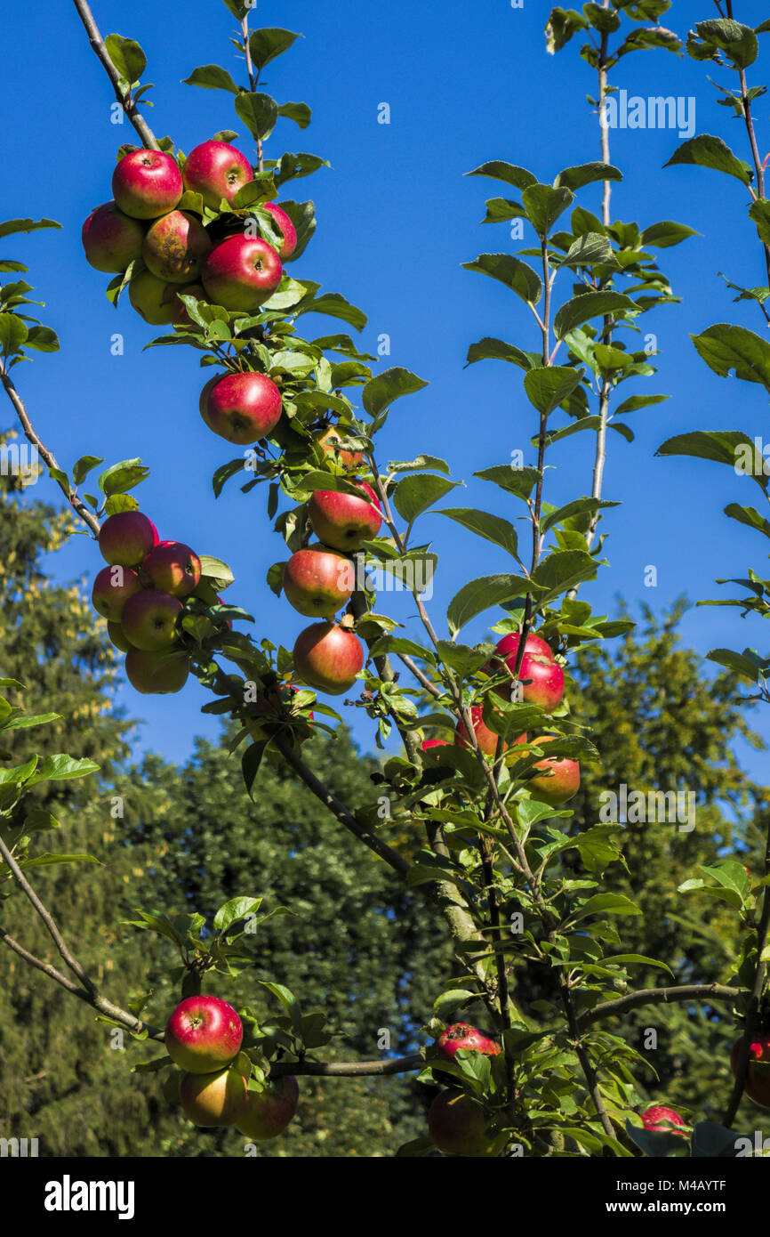 Holsteiner Cox Apfelbaum Buschbaum 110-140 Cm | Saftiger Herbstapfel Auf M9 Unterlage