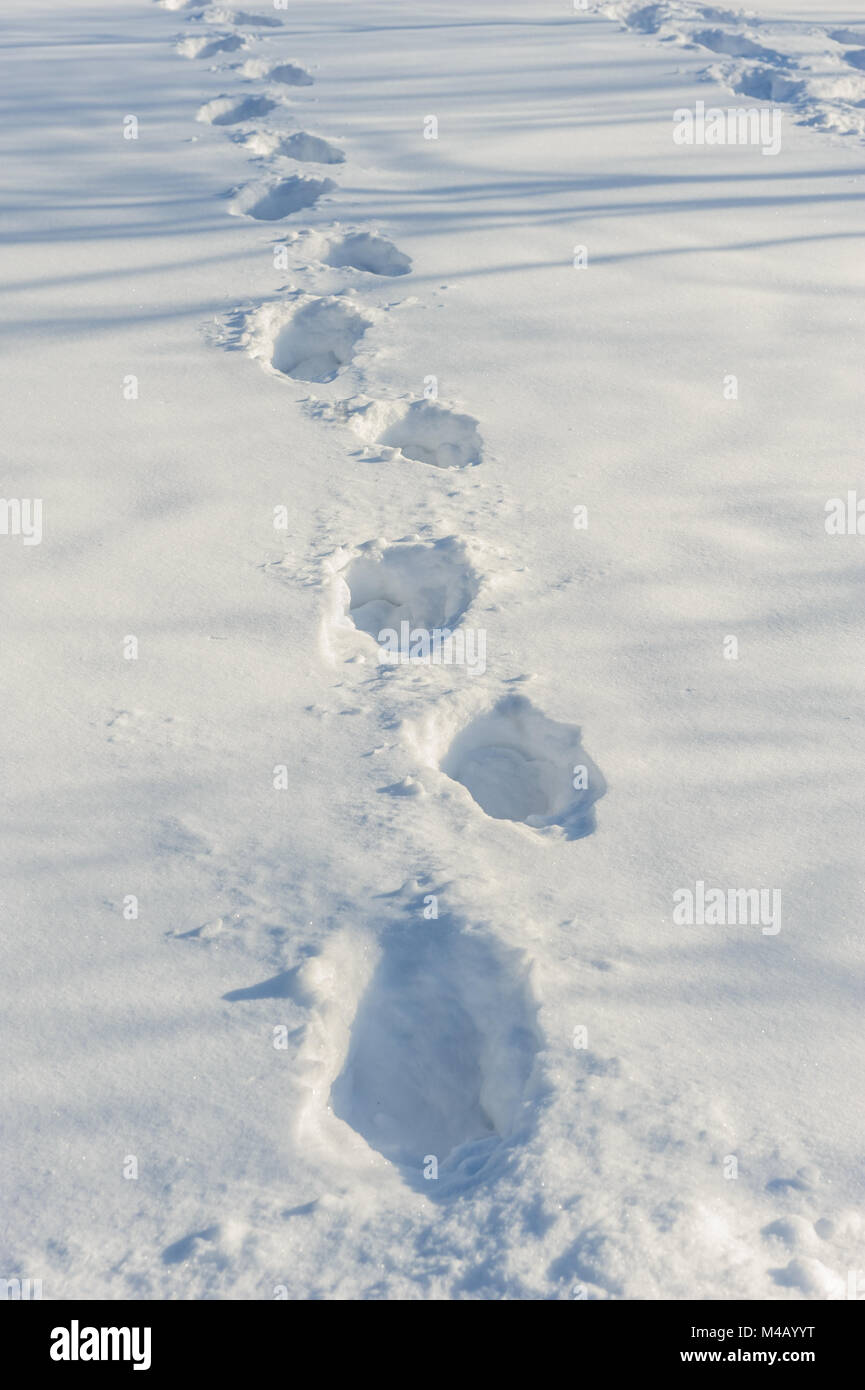 Spuren im frischen Schnee Stockfoto