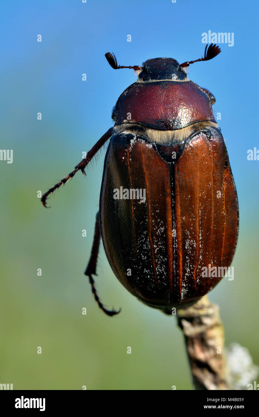 gemeinsamen Maikäfer Stockfoto