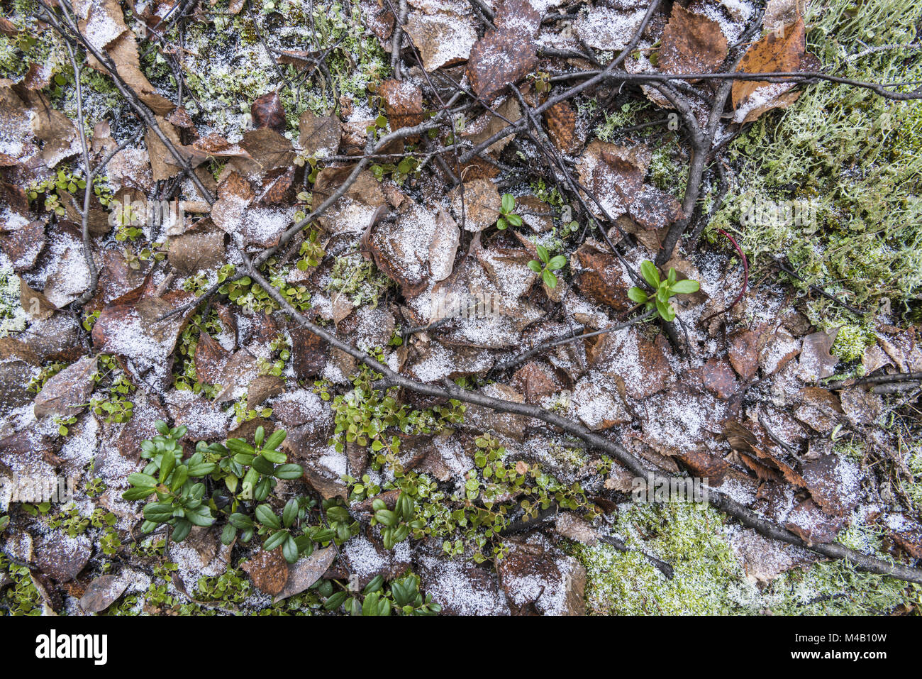 Waldboden, Lappland, Schweden Stockfoto