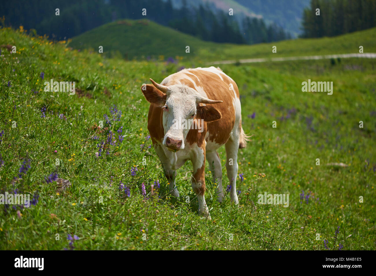 Inländische Rinder, Bos primigenius Taurus, Wiese, frontal, Ständer, Blick in die Kamera Stockfoto