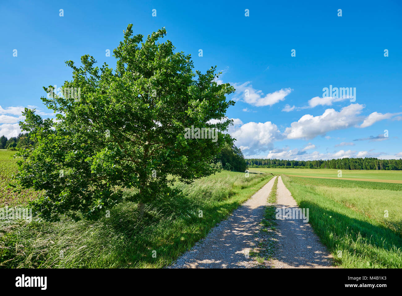 Landschaft, Pfad, Stieleiche, Quercus robur, Himmel, blau, Feder Stockfoto