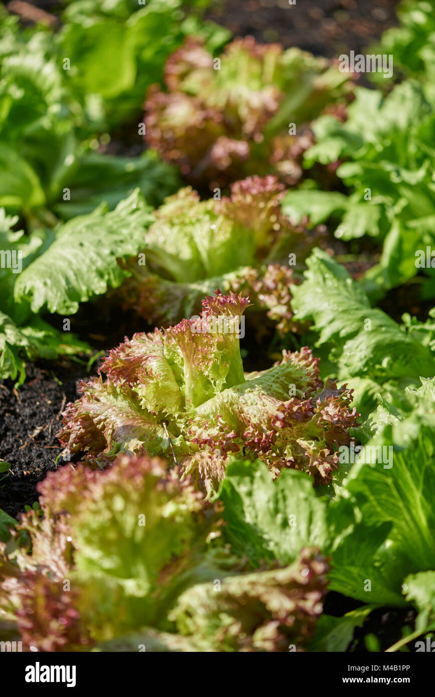 Lollo Bionda und Lollo Rosso, Salat, Kopfsalat, Lactuca sativa var. crispa, Stockfoto