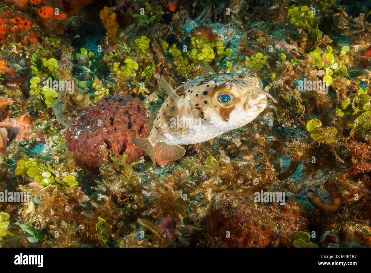 Hochgestülpten Lippen Balloonfish Stockfoto
