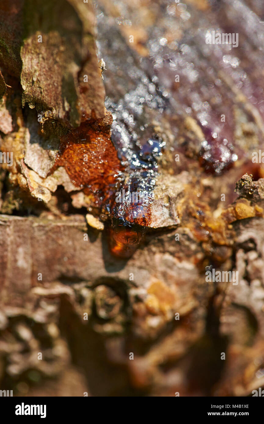 Kiefern, Pinus sylvestris, Rinde, Detail Stockfoto