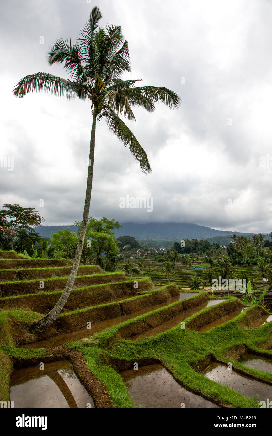 Die Reisterrassen in der Nähe einer Palme auf Bali, Indonesien Stockfoto