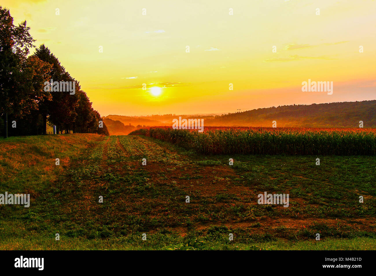 Herbstliche Maisfeld bei Sonnenaufgang, in der Nähe Schloss Hohenheim (Schloss), Stuttgart, Baden-Württemberg, Deutschland Stockfoto