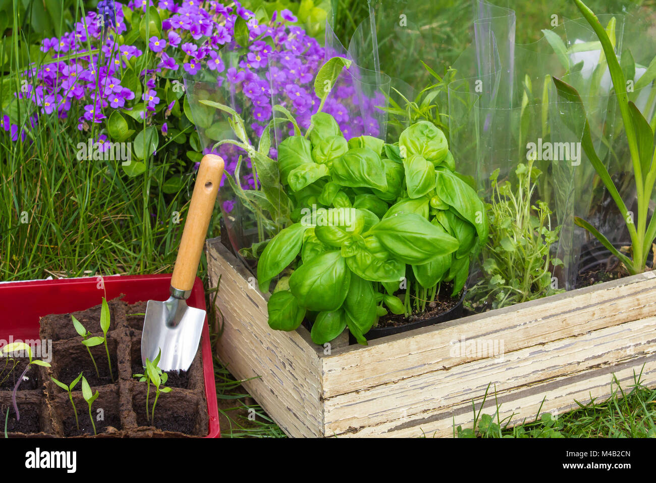 Heraus sticht Pflanzen, Gartenbau Stockfoto