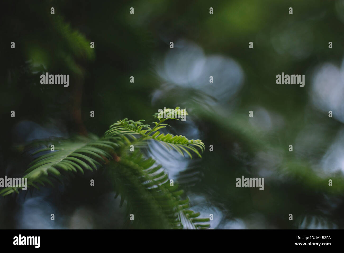 Nadeln einer Weihnachtsbaum im Gegenlicht, Stockfoto