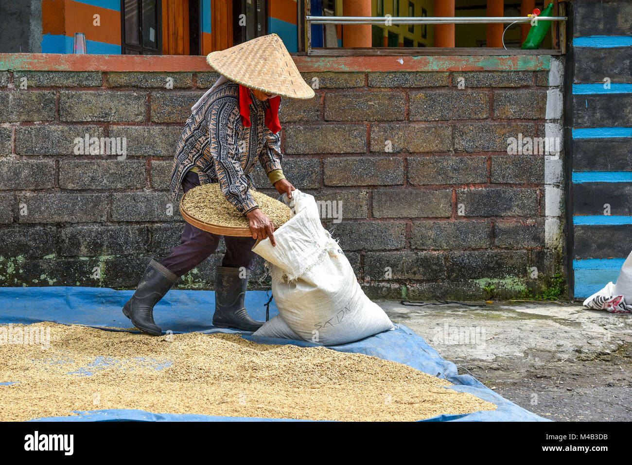 Ältere Balinesischen Frau giesst trockenen Reis in einem Sack Stockfoto