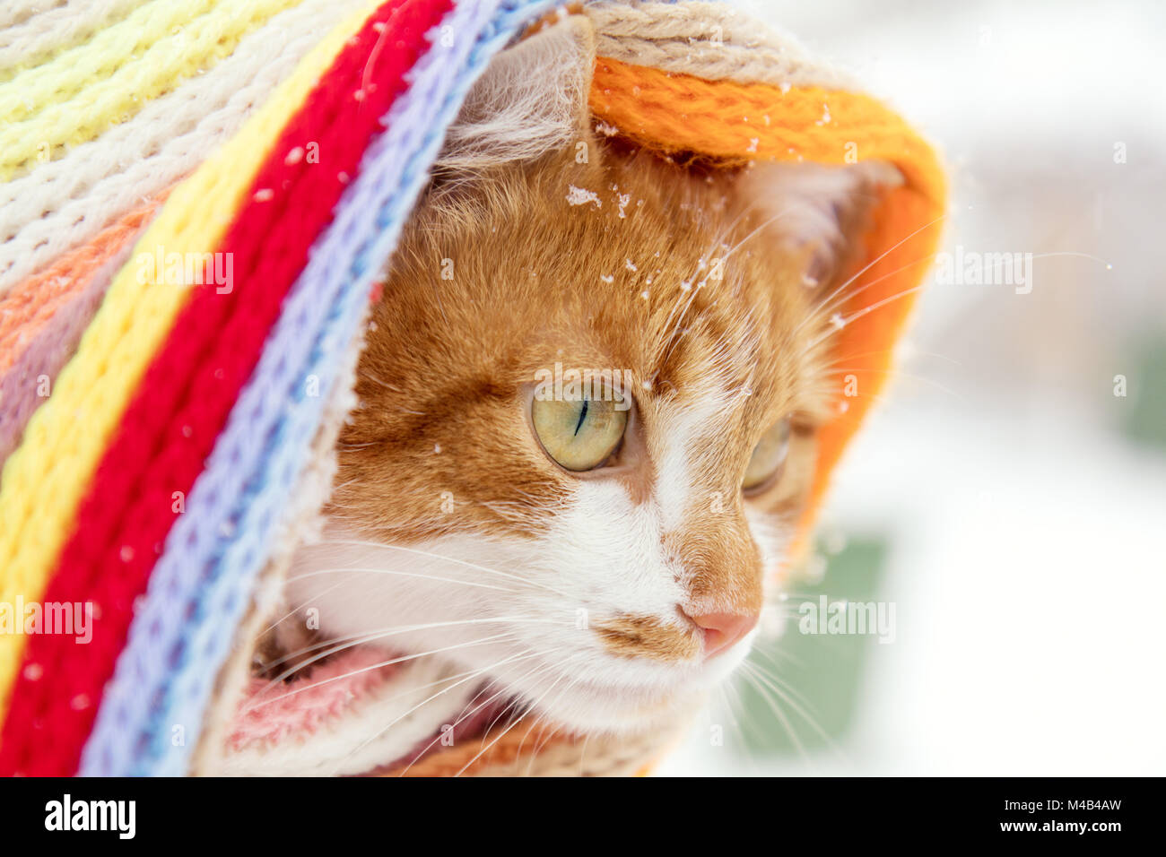 Rot und Weiß Kitty Cat in karierten Schal Stockfoto