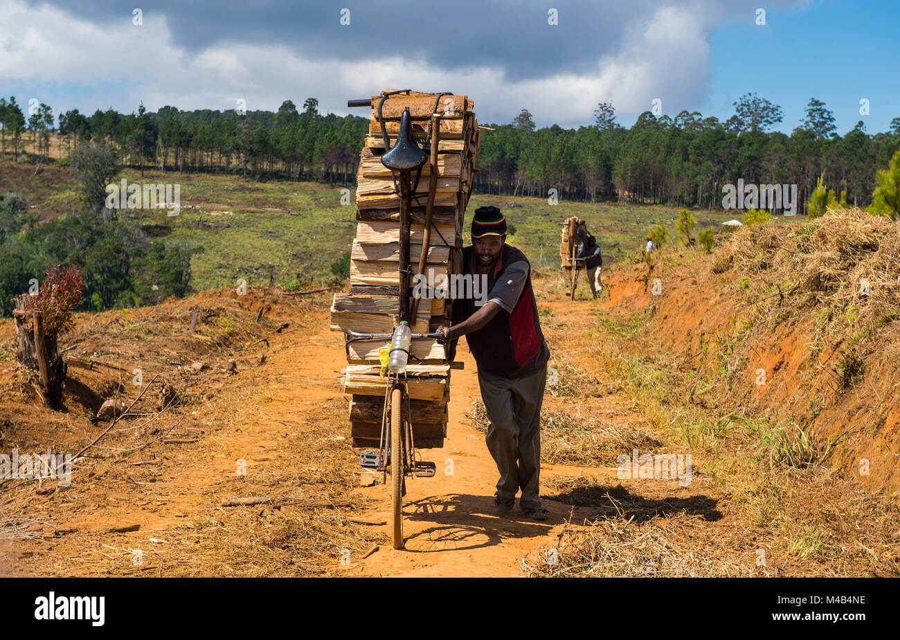 Lokaler Mann brennholz Transport auf seinem Fahrrad, Zomba Plateau, Malawi, Afrika Stockfoto