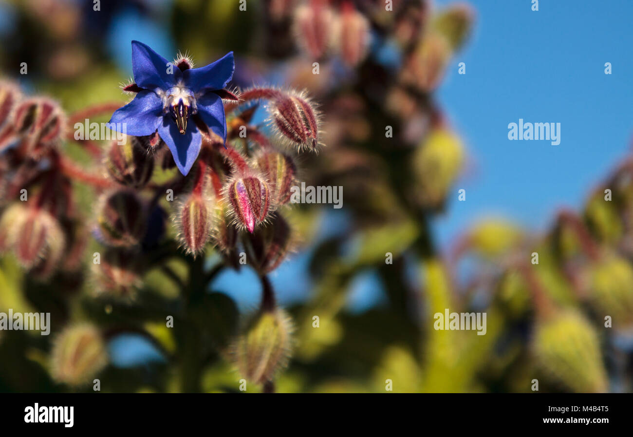 Blue Borage starflower bekannt als officinalis zieht Bienen Apis mellifera Stockfoto