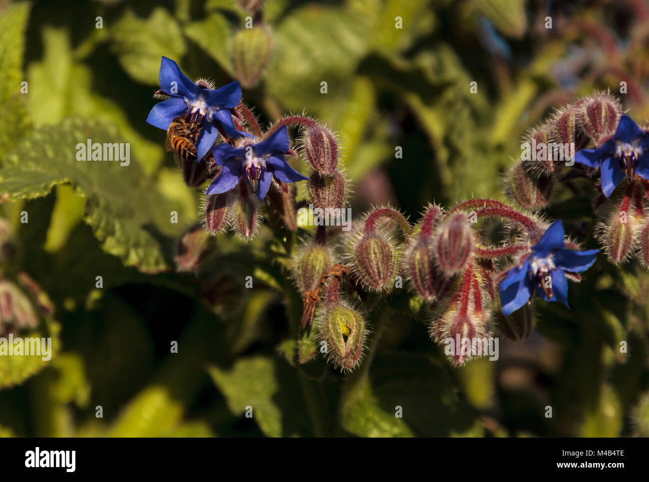 Blue Borage starflower bekannt als officinalis zieht Bienen Apis mellifera Stockfoto