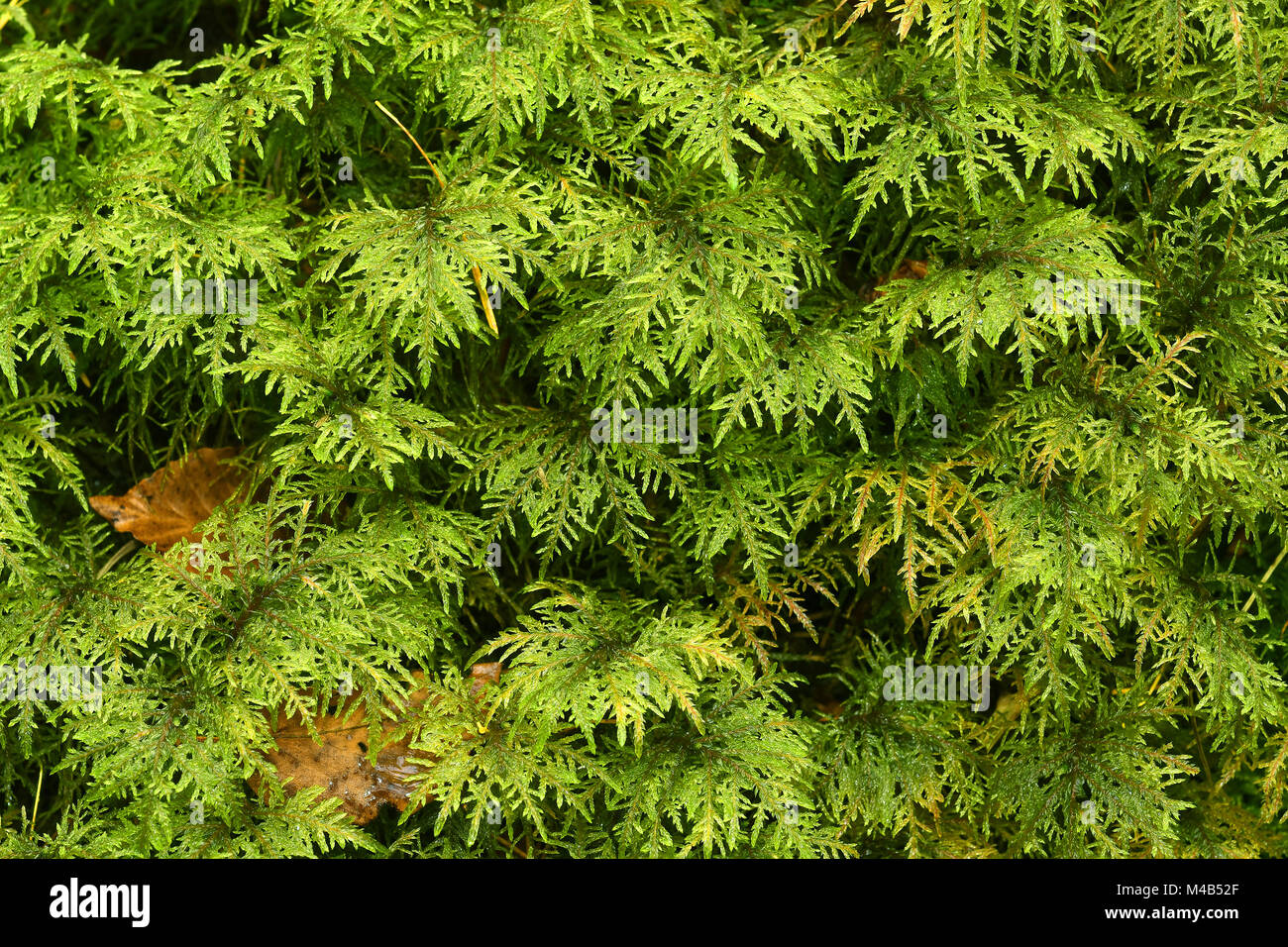 Moos; glitzernde Holz - Moos; herrliche feathermoss; stufenförmige Moos; Stockfoto