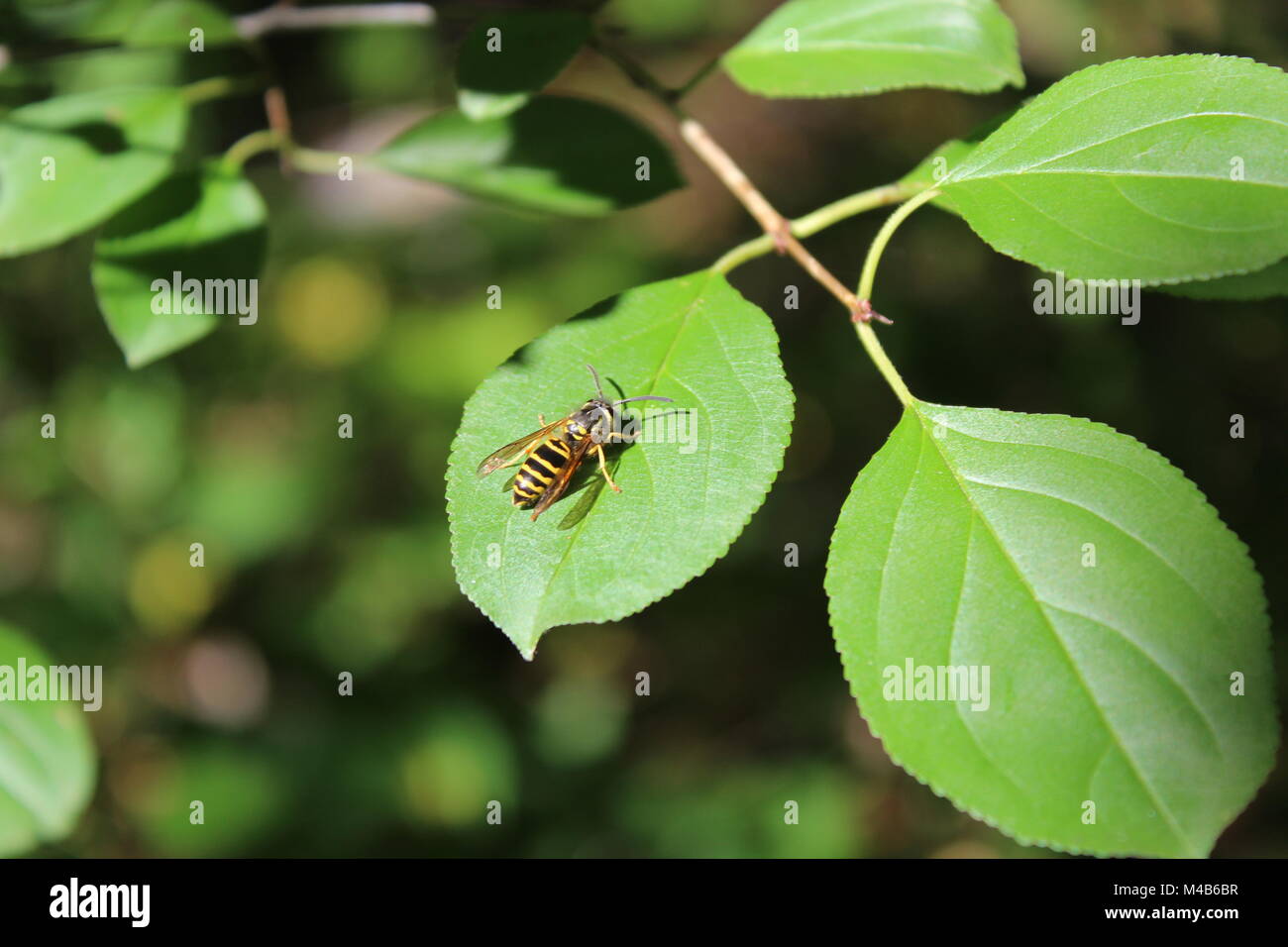 Honey Bee, in der Sonne zu sitzen Stockfoto