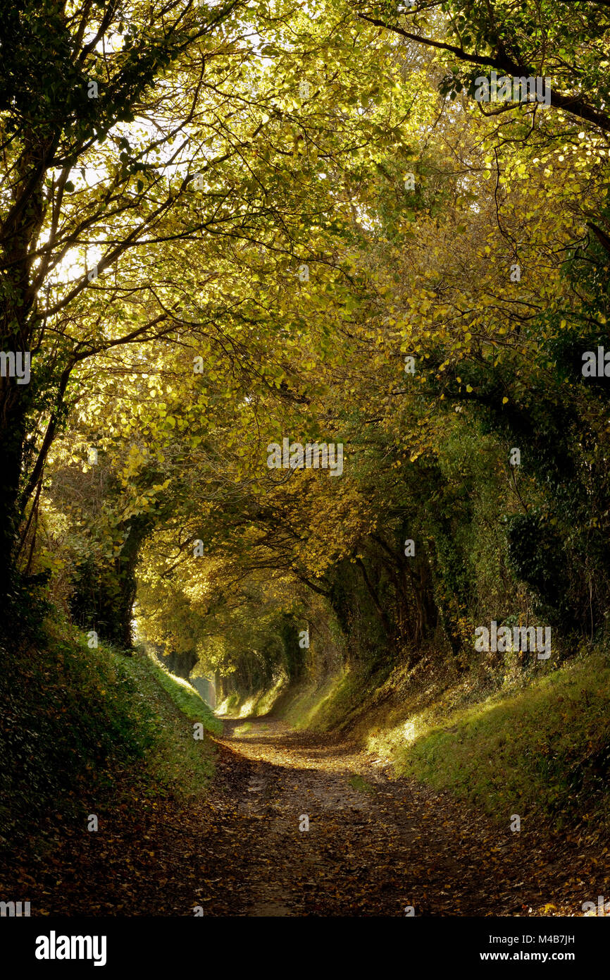 Ein Tunnel der Bäume im Herbst zu Halnaker Windmühle, West Sussex, England, Großbritannien Stockfoto