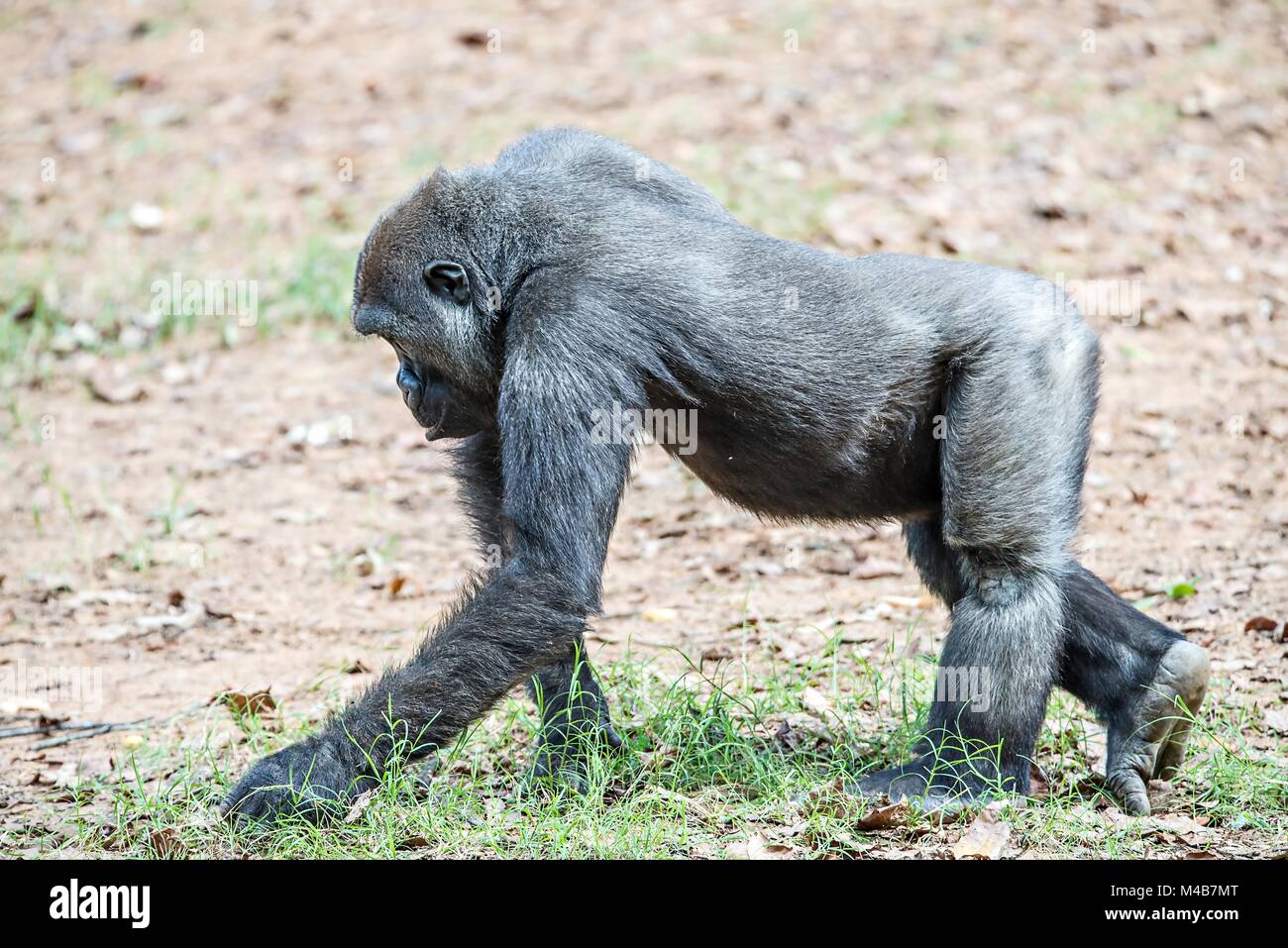 Gorilla Affe Kommissionierung essen Speck vom Boden Stockfoto