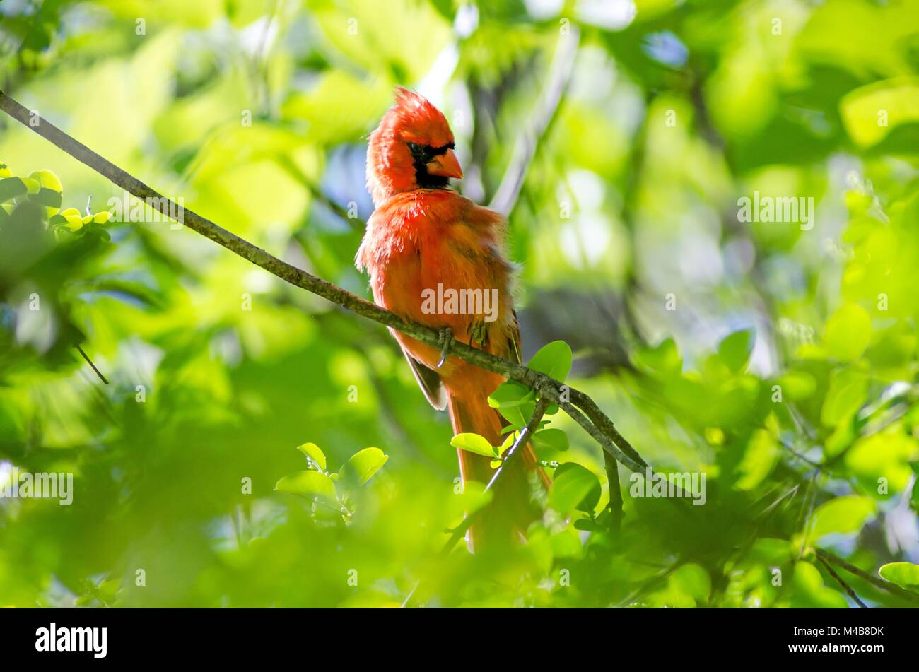 Männliche nördlichen Kardinal (Cardinalis cardinalis) North Carolina Vogel Stockfoto