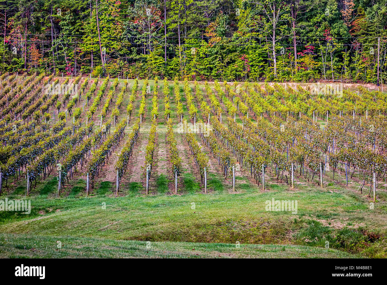 Horizontale Schuß des Zentralamerikanischen Weinberg in der Mountain Foothills Stockfoto